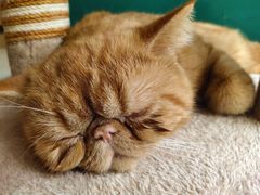 -飞行喵MR PILOT|猫舍·猫咖(静安大融城店)