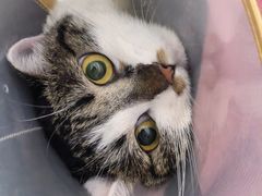 -爱洗澡的猫(望京店)