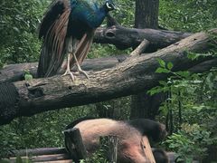 -成都大熊猫繁育研究基地