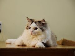 -滚猫咖啡·猫咖·猫友好撸猫(未来城店)