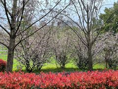 -武汉大学-樱园