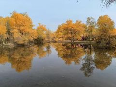-金塔沙漠胡杨林景区