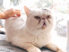-平行世界·猫咖(首经贸店)