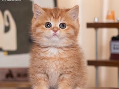 -小猫来了·猫舍(红山六九七九店)