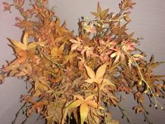 -Dragonfly悠庭·按摩Spa(静安嘉里中心店)