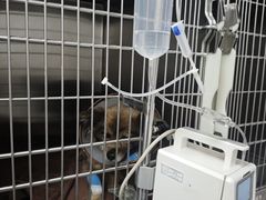 -艾贝尔宠物医院·宠保定点·超声绝育·免疫点(樱花路店)