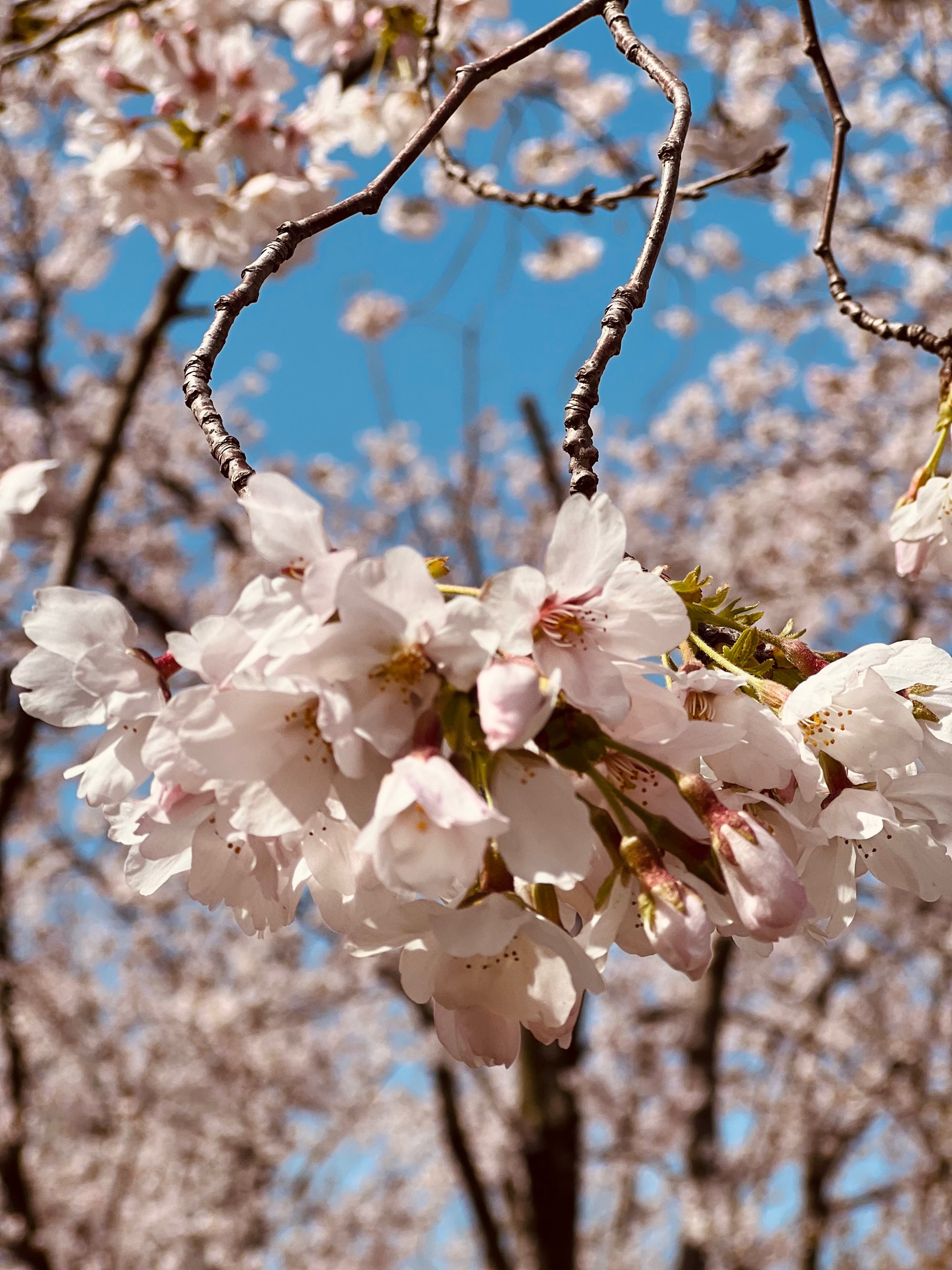 徐汇滨江樱花图片