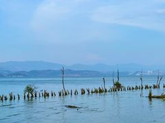 -才村湿地公园