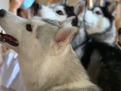 -Husky Go! 哈士奇体验馆·宠物咖啡厅狗咖