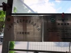 -马陆小张葡萄园农家乐