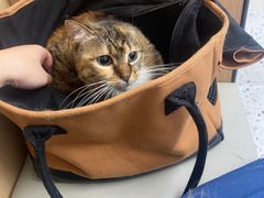 -瑞派康怡24h宠物医院·犬猫医疗中心·微创绝育(瑞景分院)