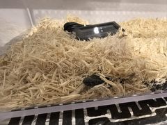 -酷以爬仙阁实体爬宠店·守宫·蜥蜴·专业繁育