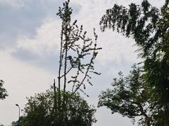 -游子山休闲旅游区