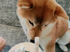 -南京Hallo宠物乐园·哈罗犬舍·柴犬繁育基地
