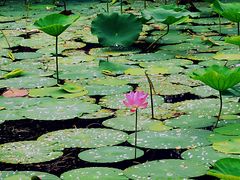 -大兴滨河森林公园