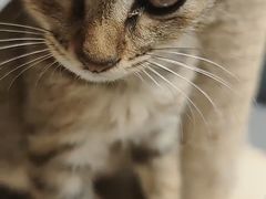 -瑞鹏宠物医院·夜间急症·心超·猫科(祖庙分店)
