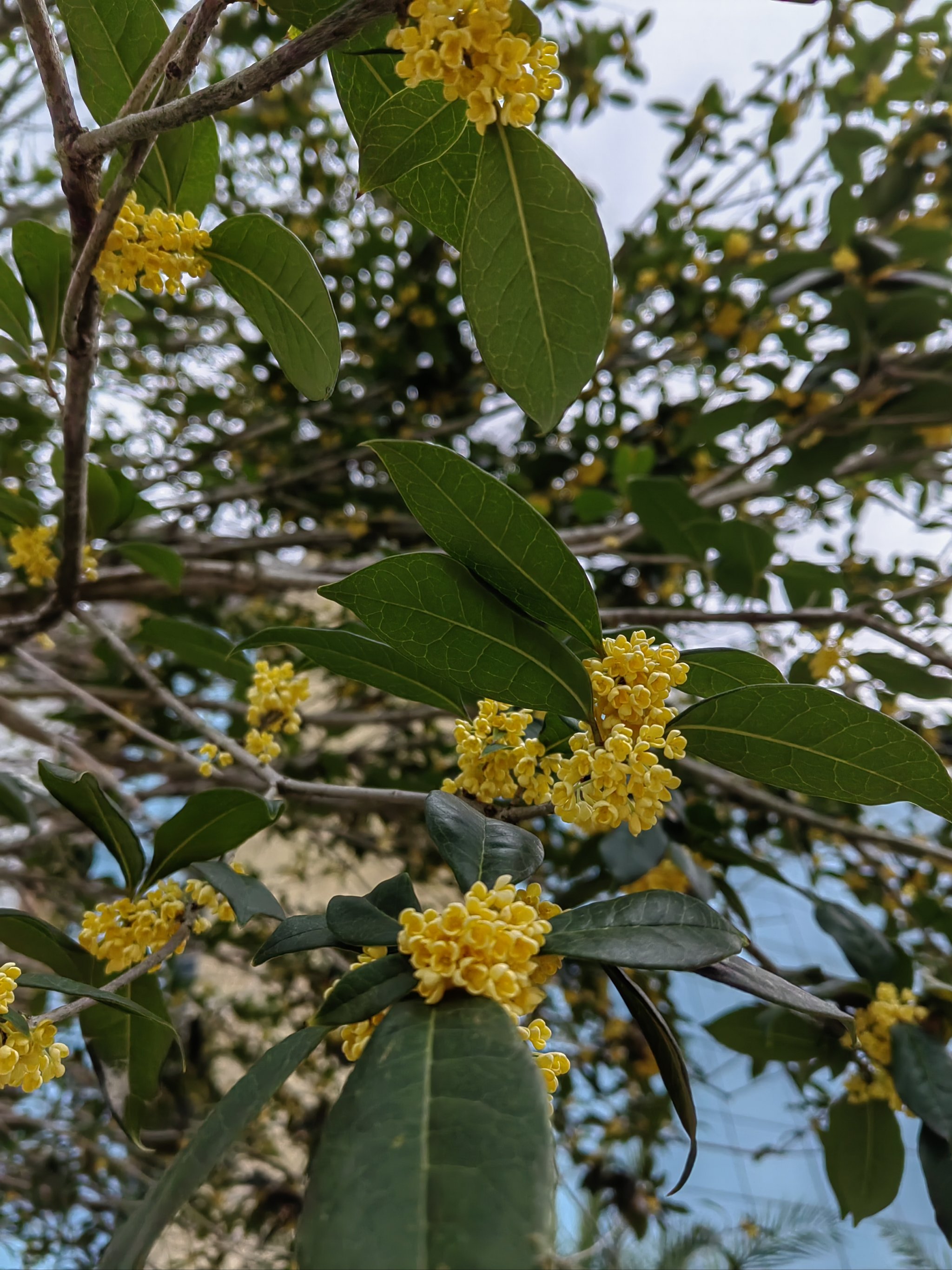 黄花金桂的别名图片