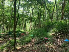 -上海佘山国家森林公园天马山园