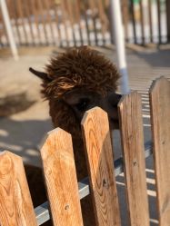 -萌宠亲子动物乐园(槐房万达店)