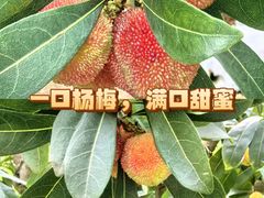 -龙头寺公园