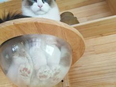 -喵屿·大理花园猫咖