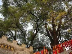 -大槐树寻根祭祖园