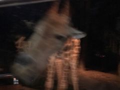 -清迈夜间动物园