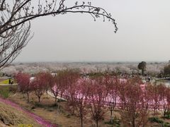 -古柏渡丰乐樱花园