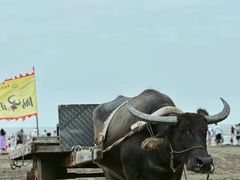 -启东黄金海滩景区