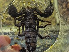 -席娜卡琳火车铁道夜市