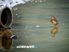 -南国桃园旅游度假区