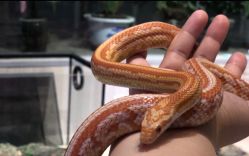 -Moni星球萌宠·小马宝莉·灵蛇·高端高阶全萌宠互动体验俱乐部(红豆国际广场店)