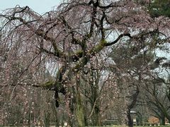 -京都御所