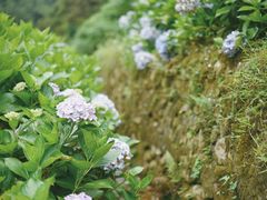 -鼓岭旅游度假区