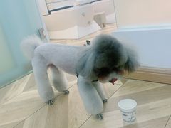 -米苏动物医院·犬猫专科·骨科外科内窥镜