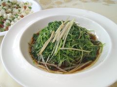 过桥芹菜苗-金稼园·金平湖农家菜