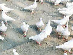 -天津妈祖文化园