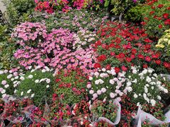 -金陵花卉交易市场