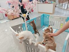 -柴犬小屋·柴餐厅·狗咖食堂(金鼎广场店)