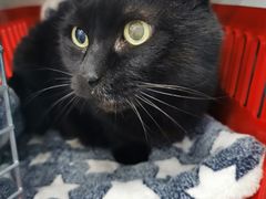 -纳吉亚猫专科动物诊疗中心(蒋宅口分院)