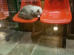 -猫咪博物馆(顶澳仔猫街店)