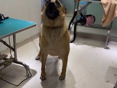 -瑞派申生动物医院·24H夜诊·国际动物医疗中心·骨外科(吴中路店)