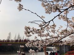 -高东镇樱花园