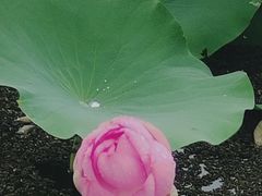 -荷塘月色湿地公园·向阳花洲