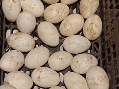 -单家老院·院子里的青岛菜(沙子口店)