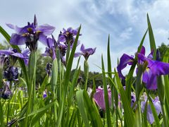 -上海共青森林公园