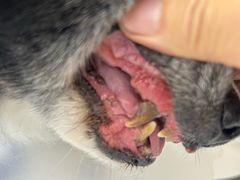 -达爱动物医院·犬猫分区·CT·复杂眼科(远洋山水分院)