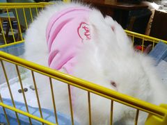 安哥拉巨兔-猫色咖啡·猫咖