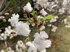 -天适樱花悠乐园