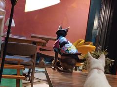 -猫色咖啡·猫咖